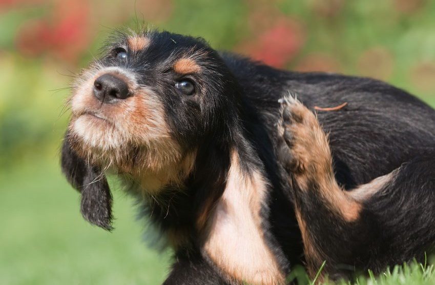 Kokosöl gegen Flöhe bei Hund, Katze und anderen Haustieren